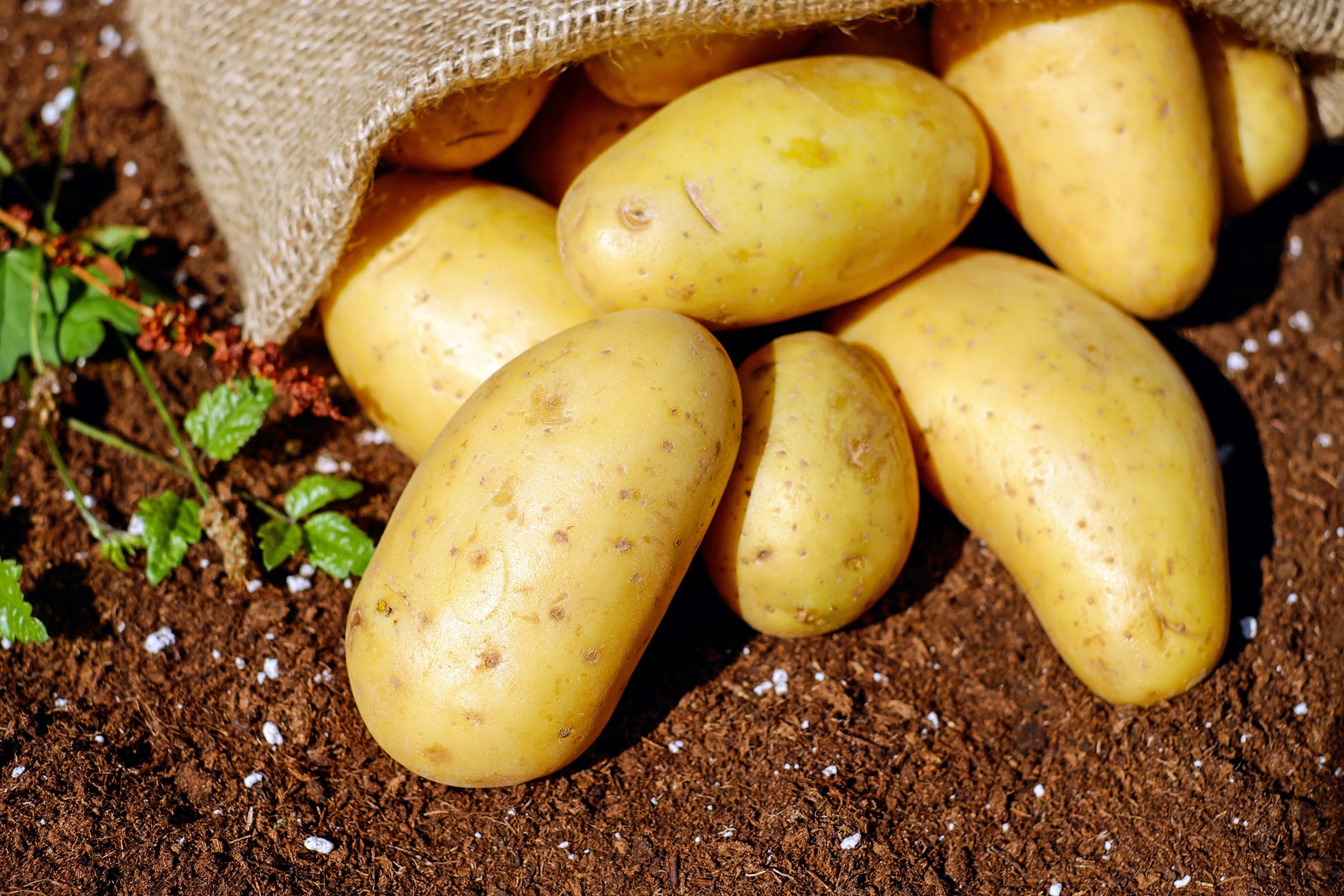 potatoes-vegetables-erdfrucht-bio-144248.jpeg